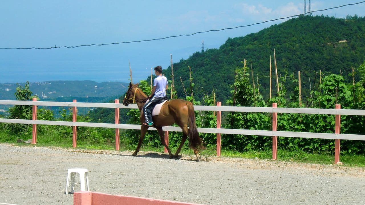 جولة مزرعة الخيل - 2